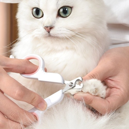 Pet dog nail - pet, cat