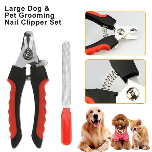 Pet dog cat nail - pet,